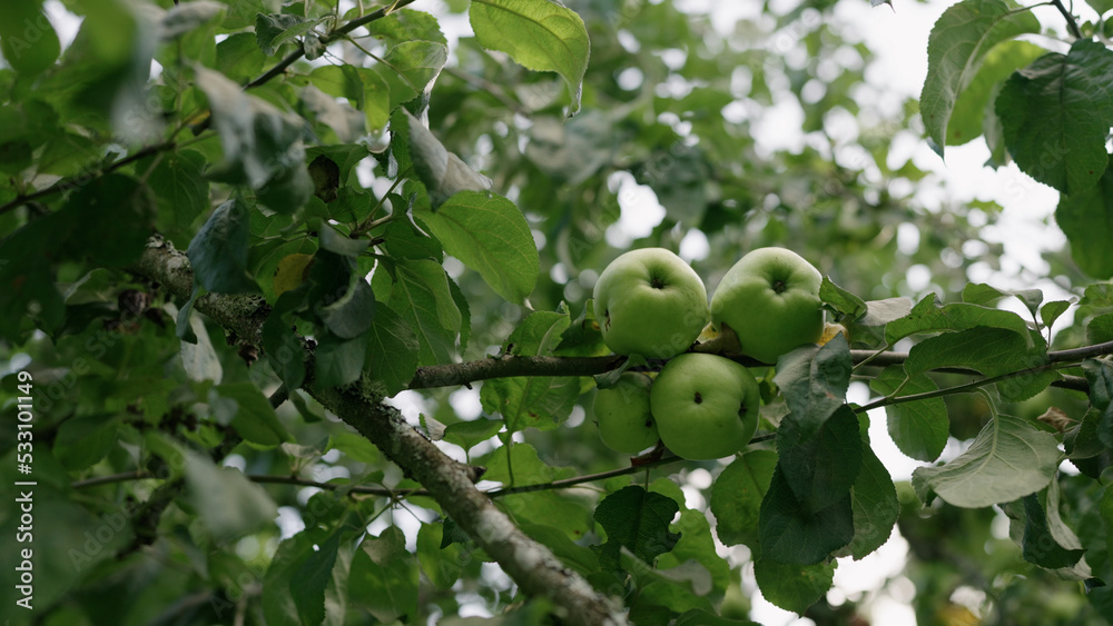 apple on apple tree on a summer day