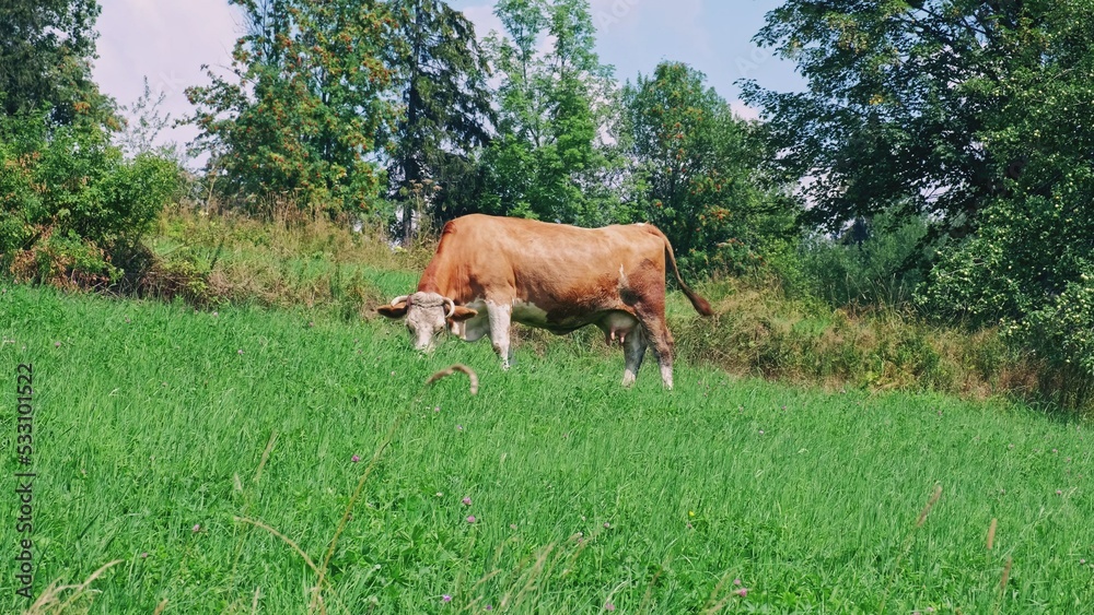 Red Milk Cow Eating Grass on Hillside Pasture Red Milk Cow Eating Grass on Hillside Pasture