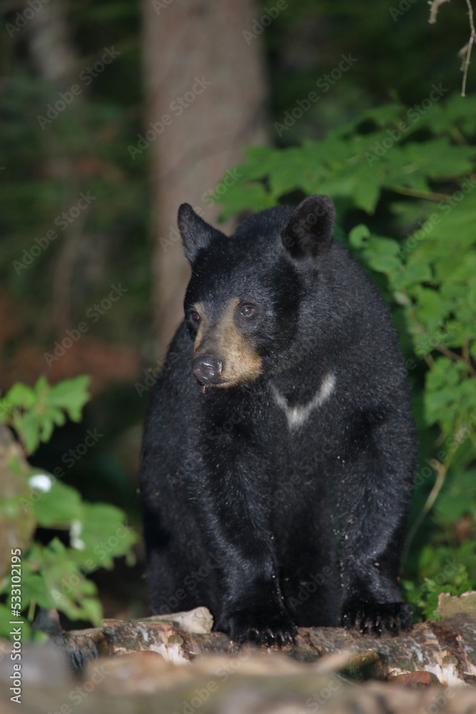 Schwarzbär / Black bear / Ursus americanus. Schwarzbär / Black bear / Ursus americanus.