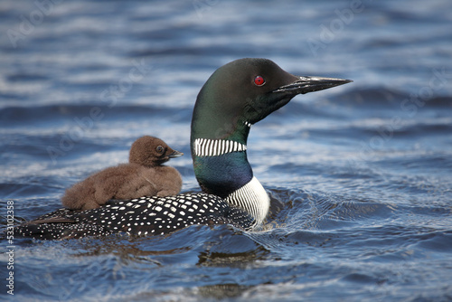 Eistaucher / Common Loon / Gavia immer.. photo