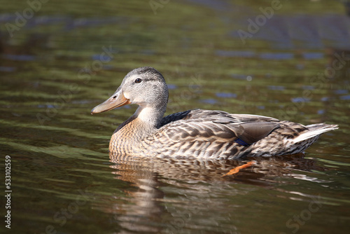 Stockente / Mallard / Anas platyrhynchos