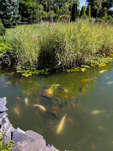 Decorative multi-colored swimming fish in a lake in a city park near thickets