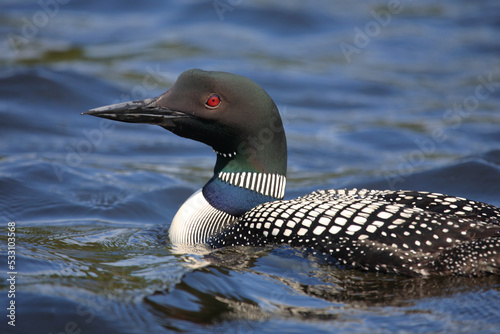 Eistaucher / Common Loon / Gavia immer. photo