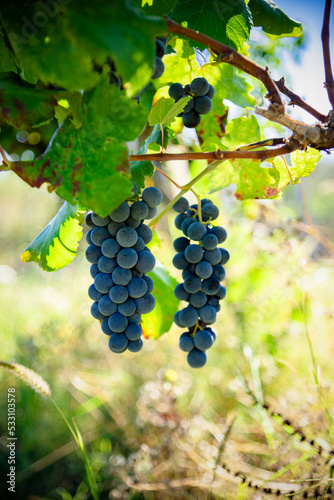 Fotografie red grape cabernet sauvignon in winery farm ready to harvest