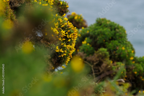 selective focus shot of Ulex (commonly known as gorse, furze, or whin) on the Irish island of Howth