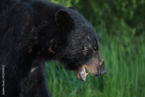 Verletzter Schwarzbär / Injured Black bear / Ursus americanus