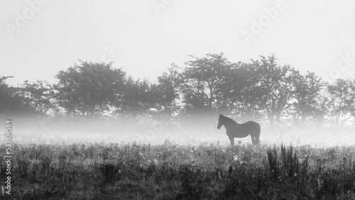 Black-and-white photography of a horse standing in its pasture in the early morning light
