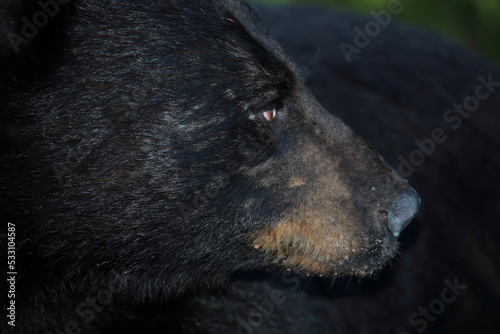 Schwarzbär / Black bear / Ursus americanus