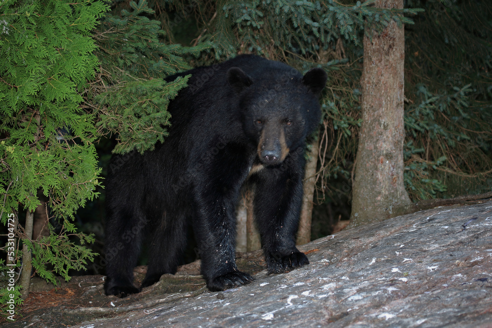 Fototapeta premium Schwarzbär / Black bear / Ursus americanus