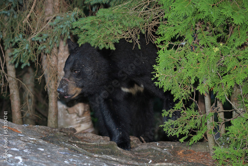 Verletzter Schwarzb  r   Injured Black bear   Ursus americanus
