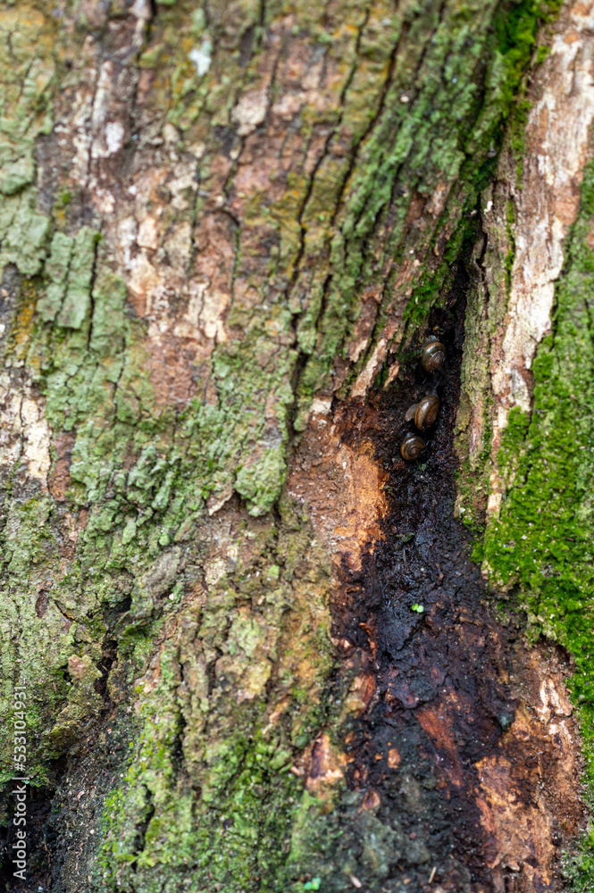 Problem of durian in the garden, tree for root rot disease ,phytophthora fungus ,damages the root system Problem of durian in the garden, tree for root rot disease ,phytophthora fungus ,damages the root system