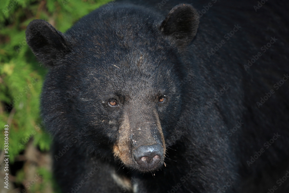 Schwarzbär / Black bear / Ursus americanus Schwarzbär / Black bear / Ursus americanus