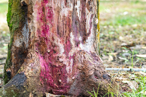 Problem of durian in the garden, tree use treatment for root rot disease ,phytophthora fungus ,damages the root system