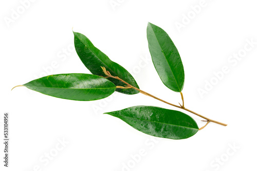 Fresh durian leave isolated on white background, decoration for advertising concept