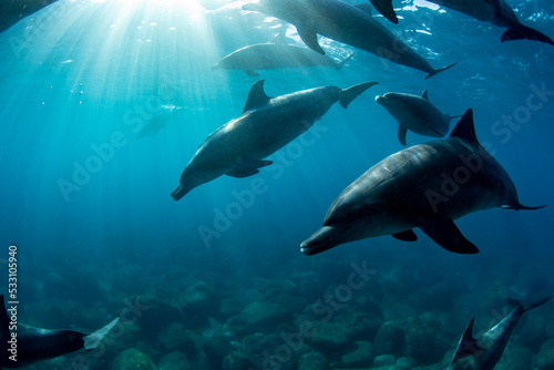 wildlife dolphins underwater © 敏治 荒川