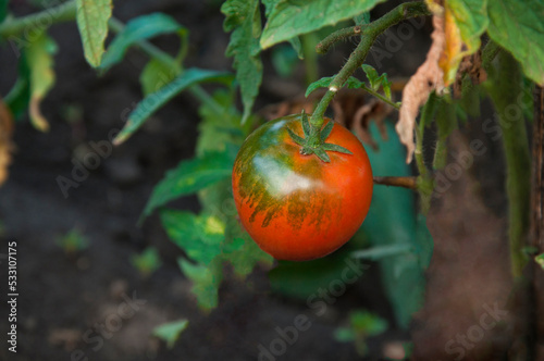 red tomatoes in the garden. ripe fruits on tomato bushes. juicy young vegetables in the garden. ketchup cooking concept. photo