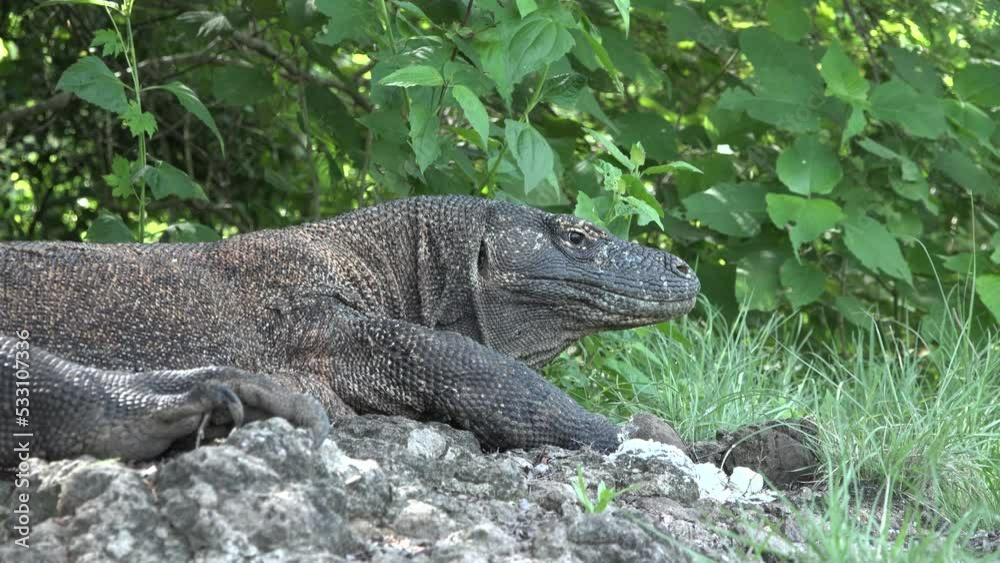 The varan of Komodo Island. Indonesia. Varan Dragon Komodo close up. Varan on one of the islands of Asia. Giant lizard. The varan of Komodo Island. Indonesia. Varan Dragon Komodo close up. Varan on one of the islands of Asia. Giant lizard.