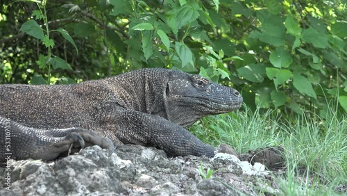 The varan of Komodo Island. Indonesia. Varan Dragon Komodo close up. Varan on one of the islands of Asia. Giant lizard. photo