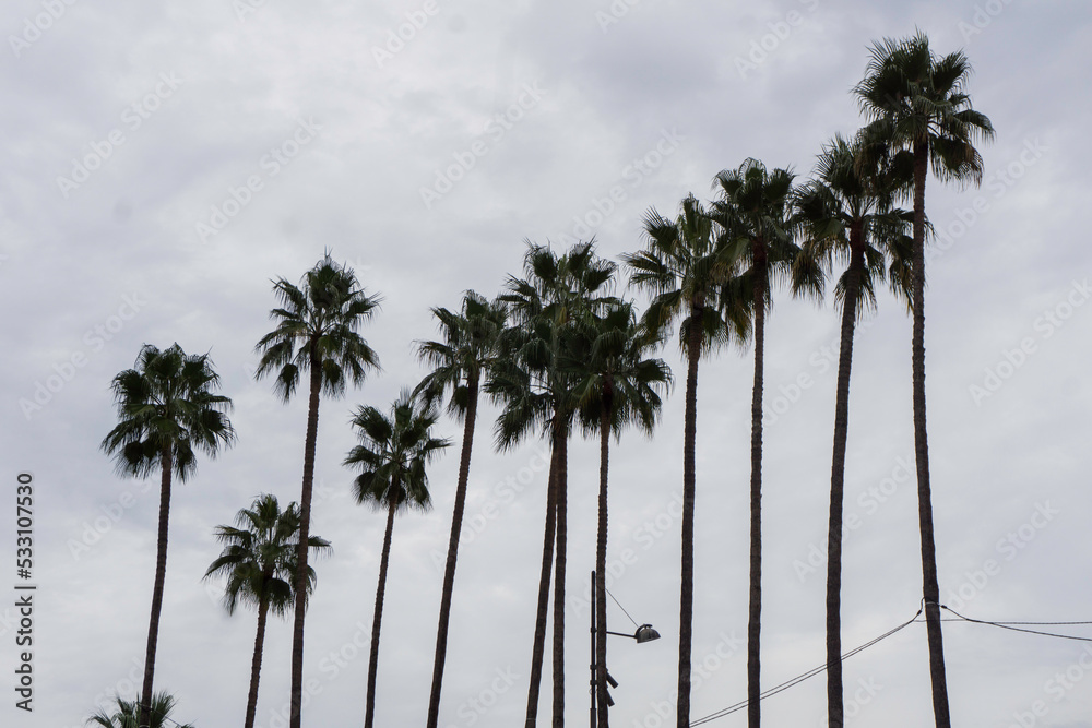 Obraz premium palm trees on a cloudy day 