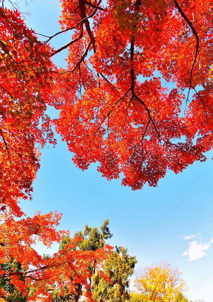 tree tree