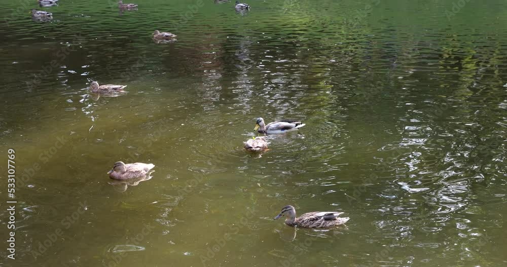 Wild ducks swim on the water surface of the pond. Wild ducks swim on the water surface of the pond.