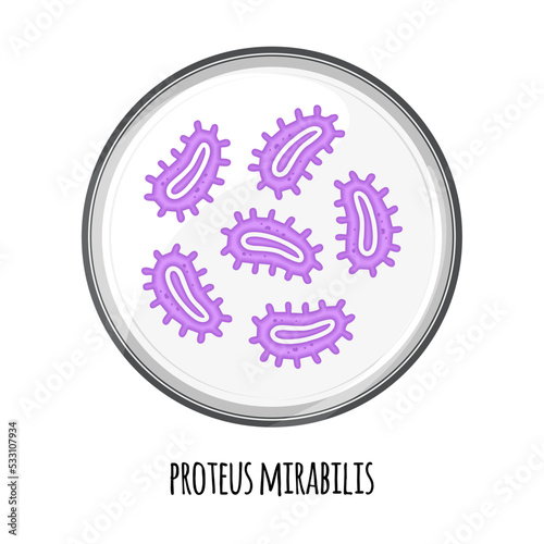 The human microbiome of proteus mirabilis in a petri dish. Vector image. Bifidobacteria, lactobacilli. Lactic acid bacteria. Illustration in a flat style.