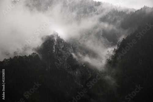 mountain forests in the fog