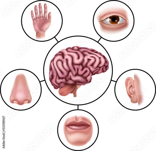 Five Senses Brain Education...