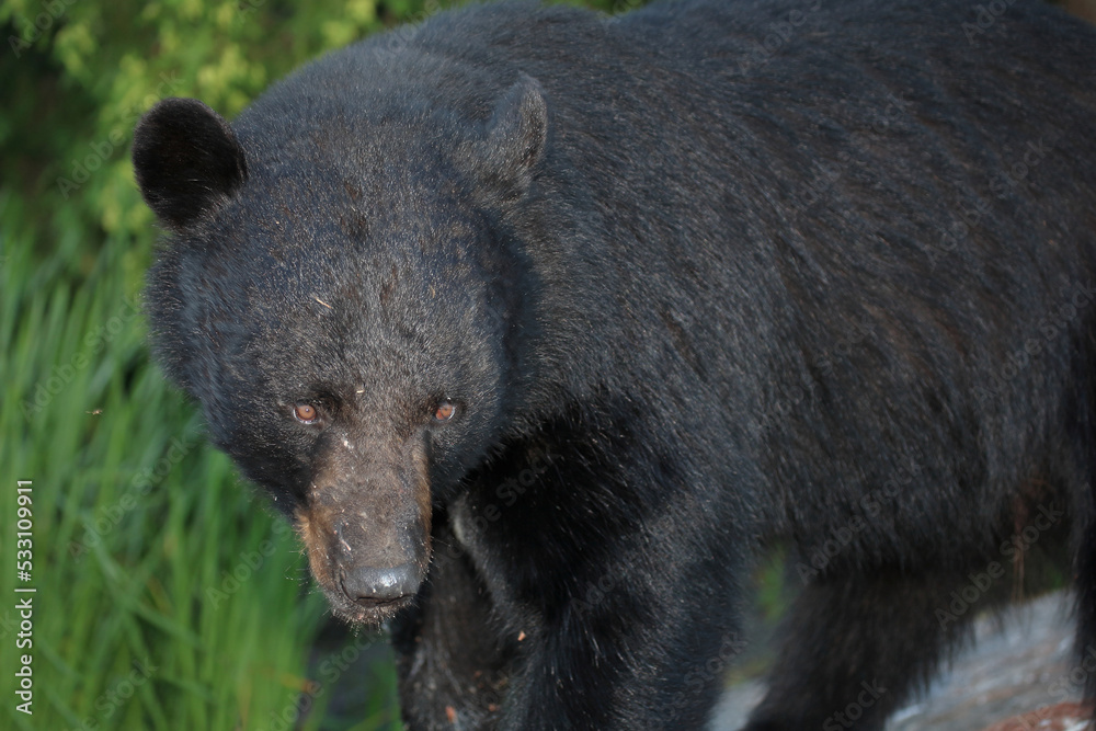 Schwarzbär / Black bear / Ursus americanus Schwarzbär / Black bear / Ursus americanus