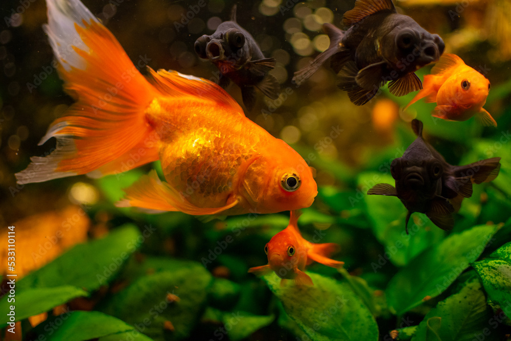Black moor goldfish and common goldfish in home freshwater aquarium Black moor goldfish and common goldfish in home freshwater aquarium