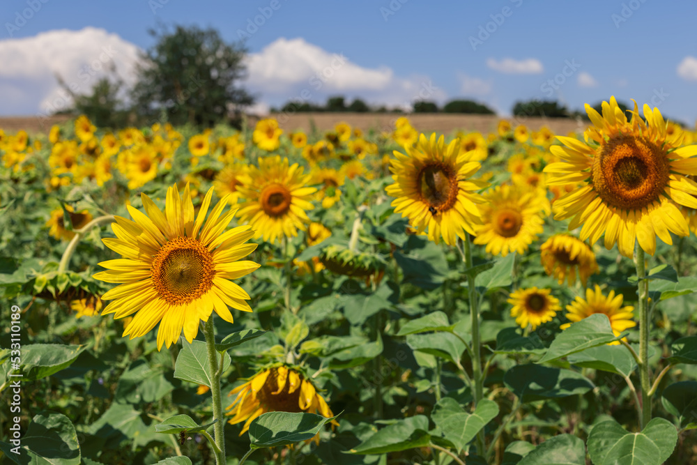 Yellow inflorescences of sunflowers of various shapes in large field in focus foreground, field and pale blue cloudy sky on background out of focus