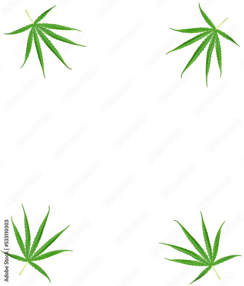 Fototapeta premium Cannabis leaves, a medicinal plant used in medicine.