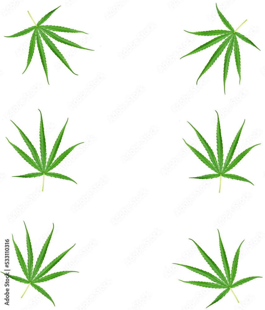Fototapeta premium Cannabis leaves, a medicinal plant used in medicine.