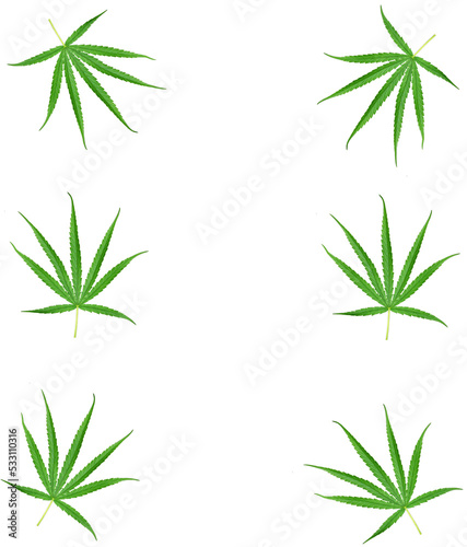 Cannabis leaves  a medicinal plant used in medicine.