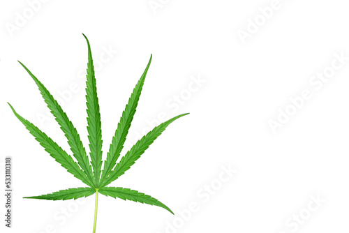 Cannabis leaves  a medicinal plant used in medicine.