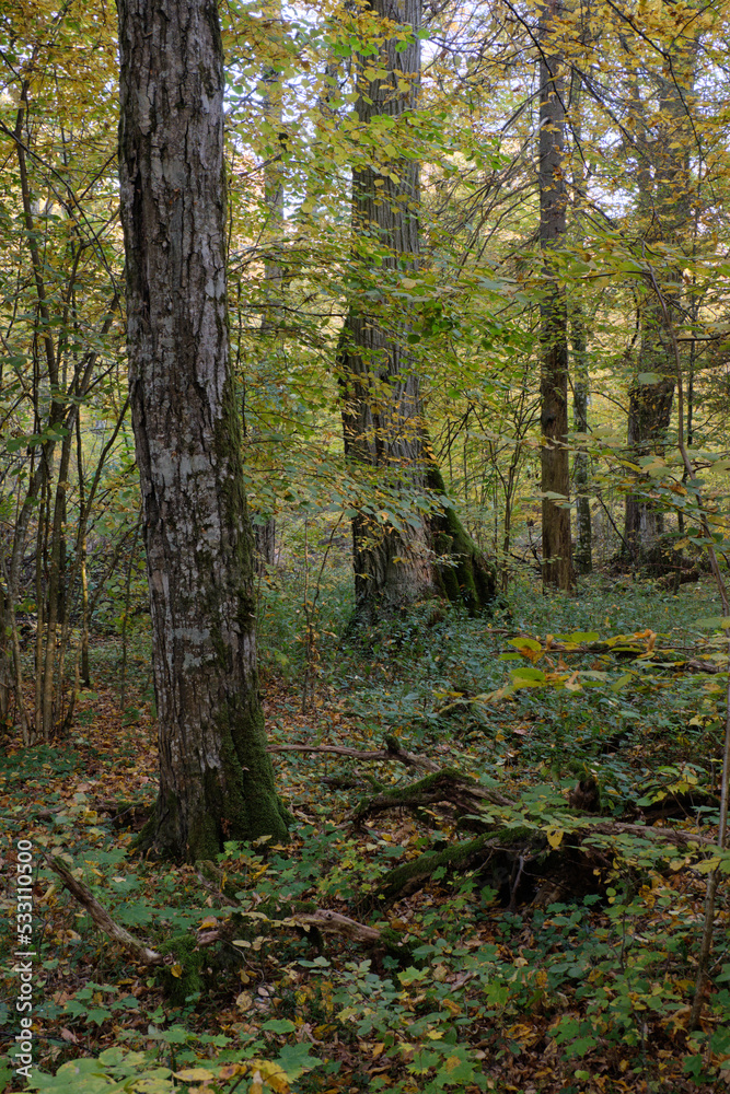 Fototapeta premium Old deciduous tree stand in fall