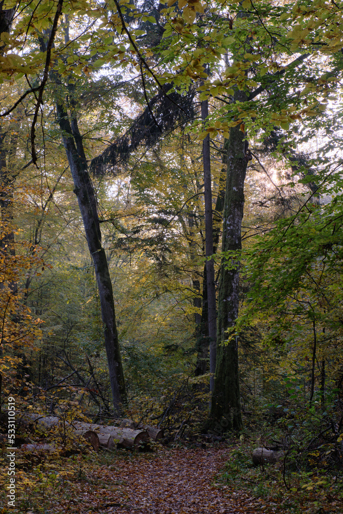 Obraz premium Narrow trail crossing autumnal deciduous stand