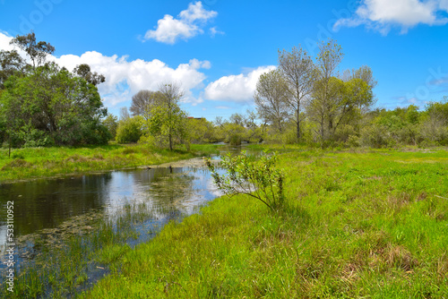 Spring at Madrona Marsh, Torrance
