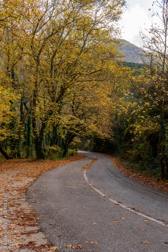 Autumn scenery with a road leading through fall foliage trees at aristi village in epirus zagori Greece