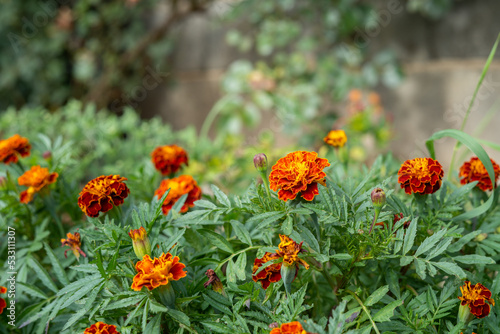 Marigold flowers in the park with blurred background and neutral space above
