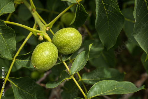 Green unripe walnuts on tree branch outdoors  closeup