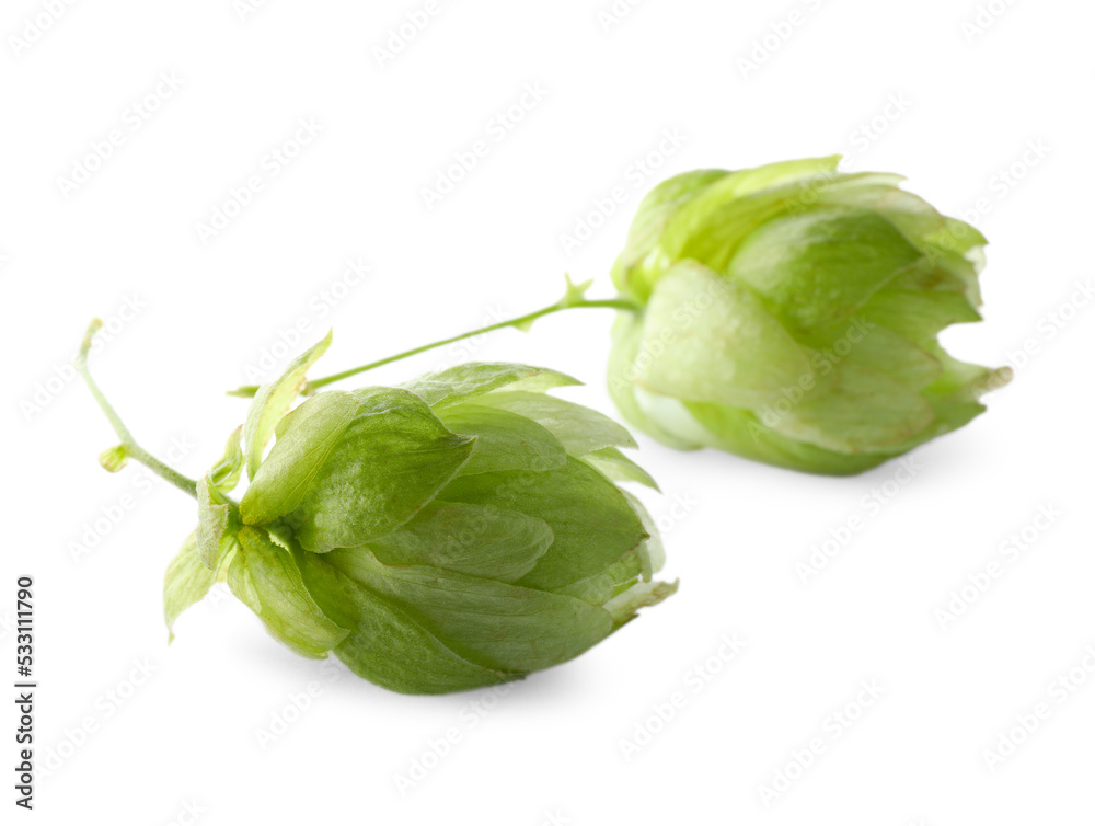 Fresh green hop flowers on white background Fresh green hop flowers on white background