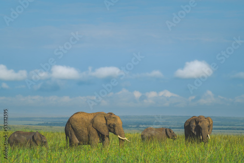 Photography herd of elephants