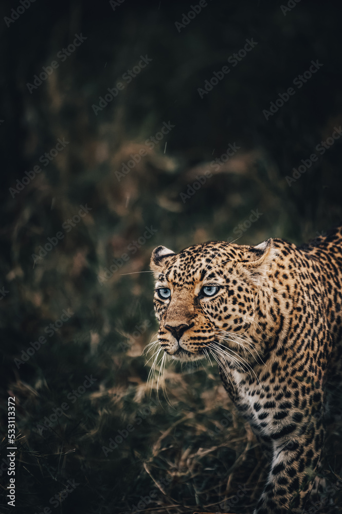 Fototapeta premium portrait of a leopard