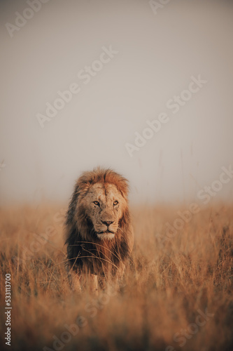 Canvastavla lion in the wild