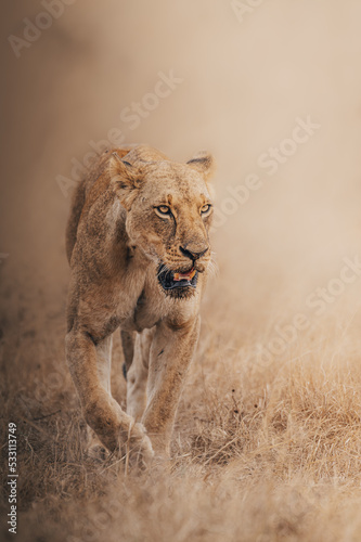 Canvas Print lion in the grass