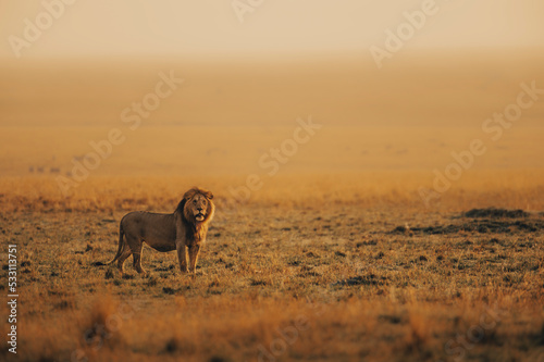Photography lion in the field