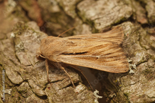 Closeup on a Shoulder-striped Wainscot motrh, Leucania comma sitting on wood photo