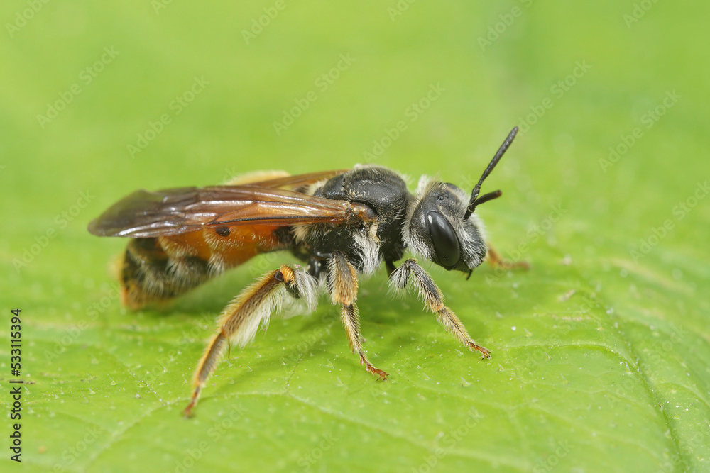 Closeup on a female large scabious mining bee, Andrena hattorfiana, sitting on a green leaf Closeup on a female large scabious mining bee, Andrena hattorfiana, sitting on a green leaf