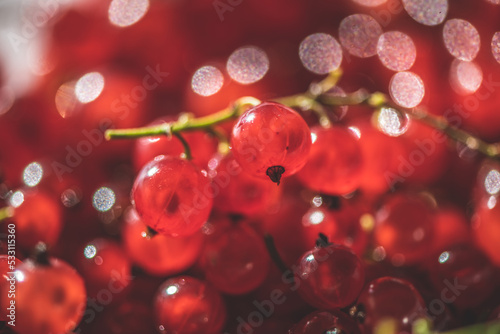 The red fresh currant close up. Macro
